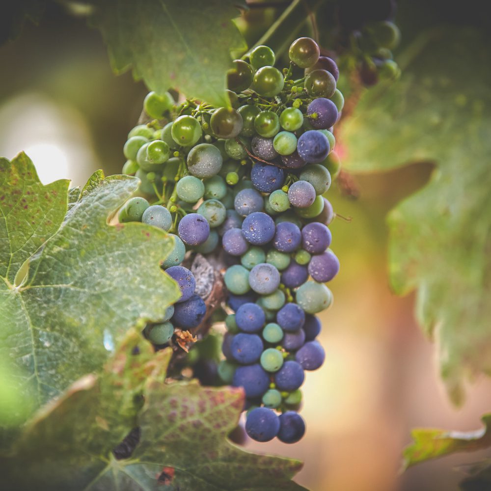 Premium Wine Grapes-3