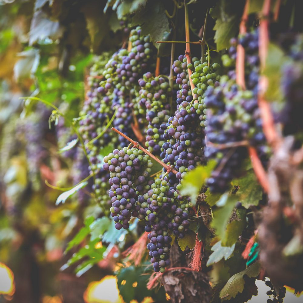 Premium Wine Grapes-4