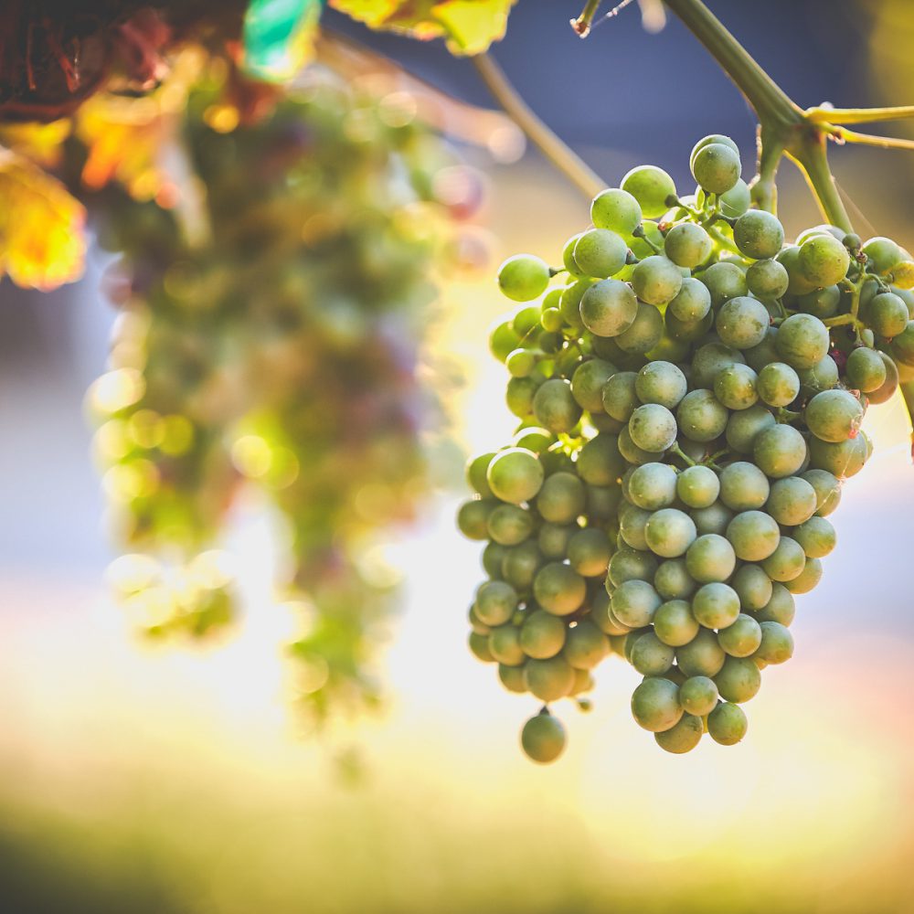 Premium Wine Grapes-5