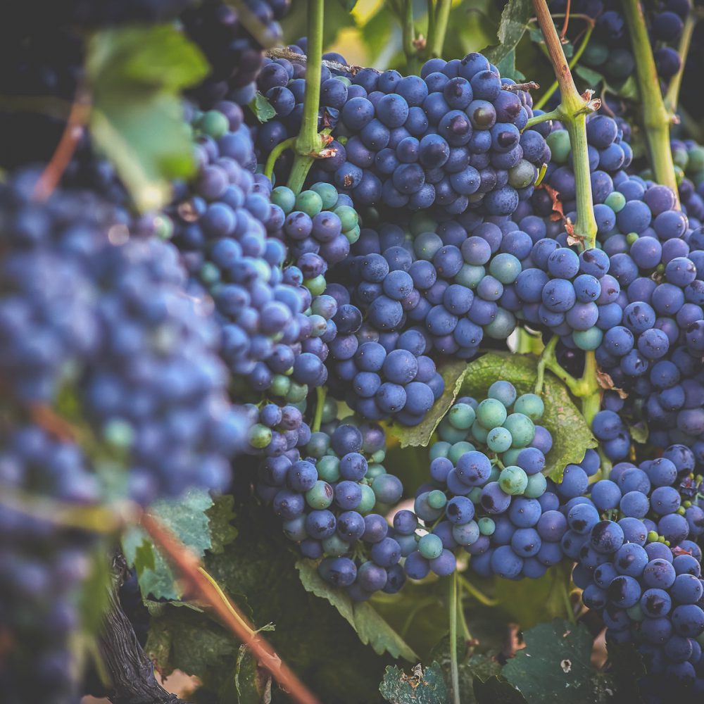 Premium Wine Grapes-8