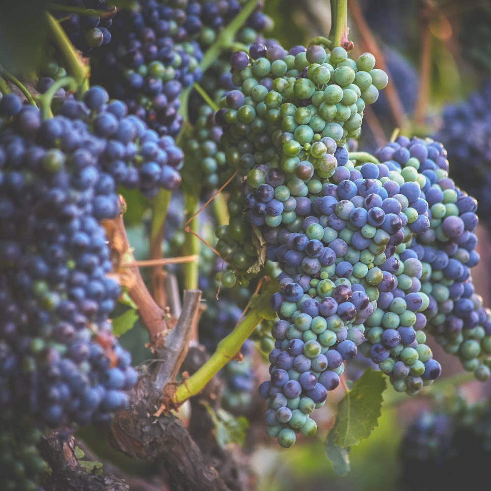 Premium Wine Grapes-9
